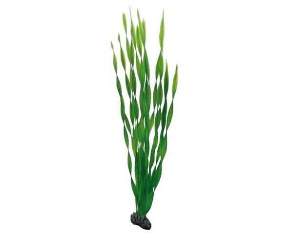 Hobby Plant Vallisneria 60cm