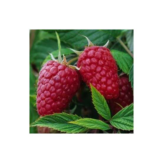 Framboisier 'Zeva' bio - pot de 1,5 L