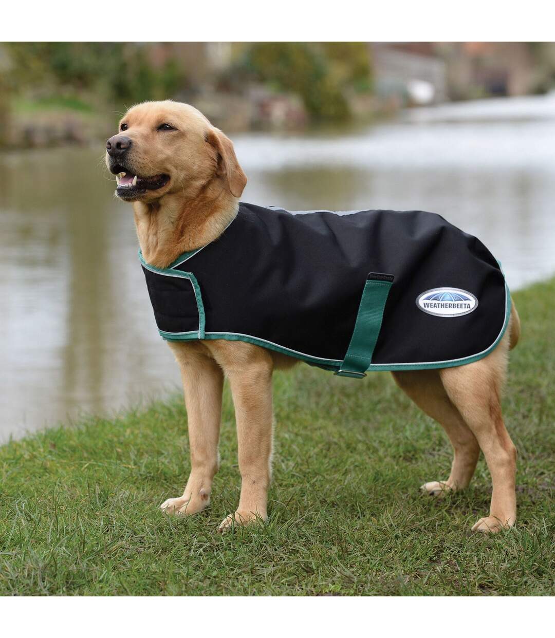 Weatherbeeta - Manteau pour chiens GREEN-TEC PLUS (Noir / Vert bouteille) (55 cm) - UTWB1734