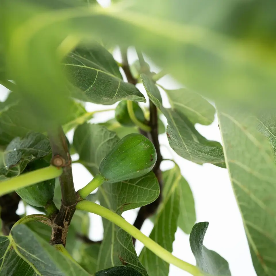 Vijgenboom - Set van 2 - Ficus Carica - Hoogte 70-90cm - ⌀21cm