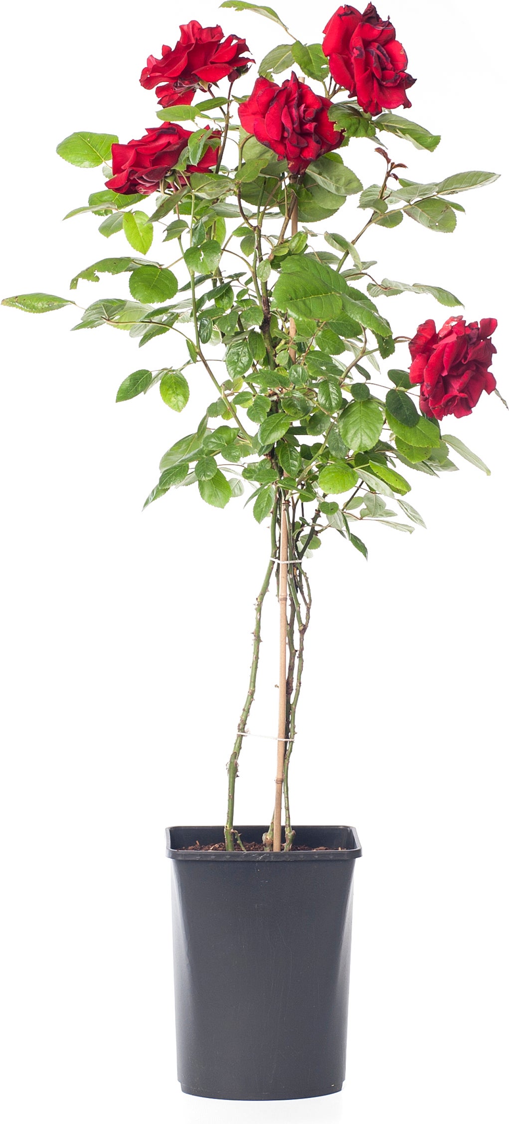 Klimroos (Rosa 'Santana') D 23 H 70 cm