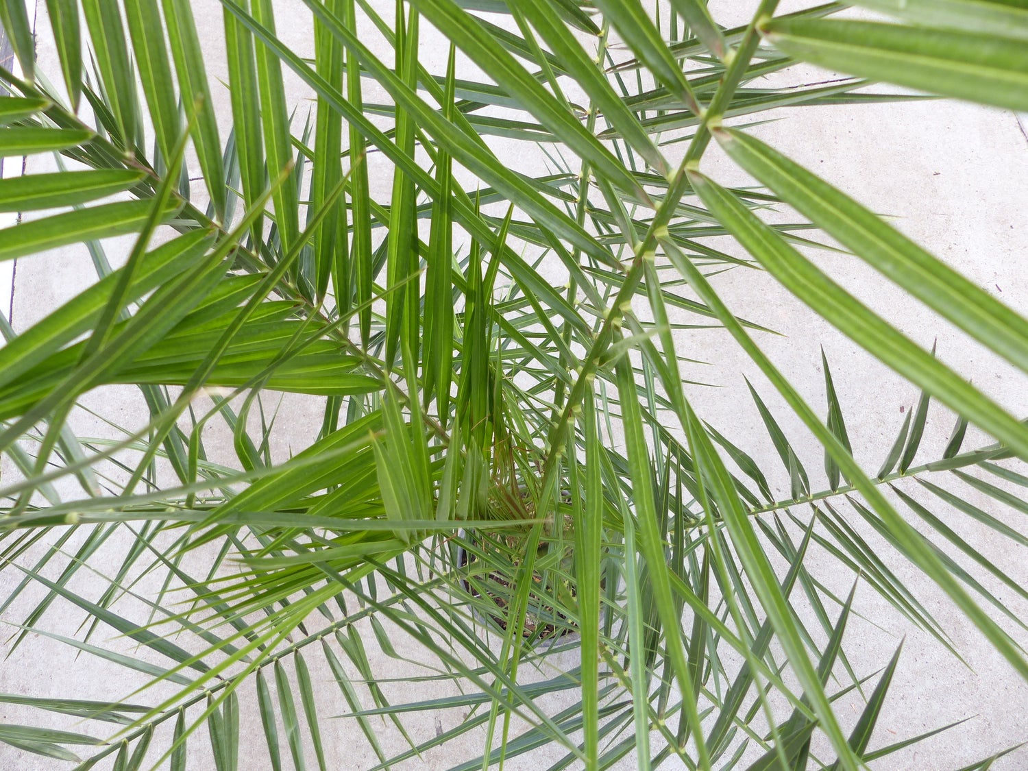 Palmboom 160-180 cm, Phoenix canariensis, Canarische dadelpalm, sterke palmen, premium kwaliteit