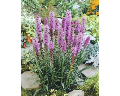 Vaste planten in diverse soorten FloraSelf H 15-30 cm Co 2 L