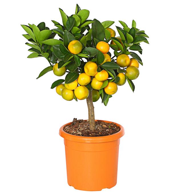 Calamondin-Orange