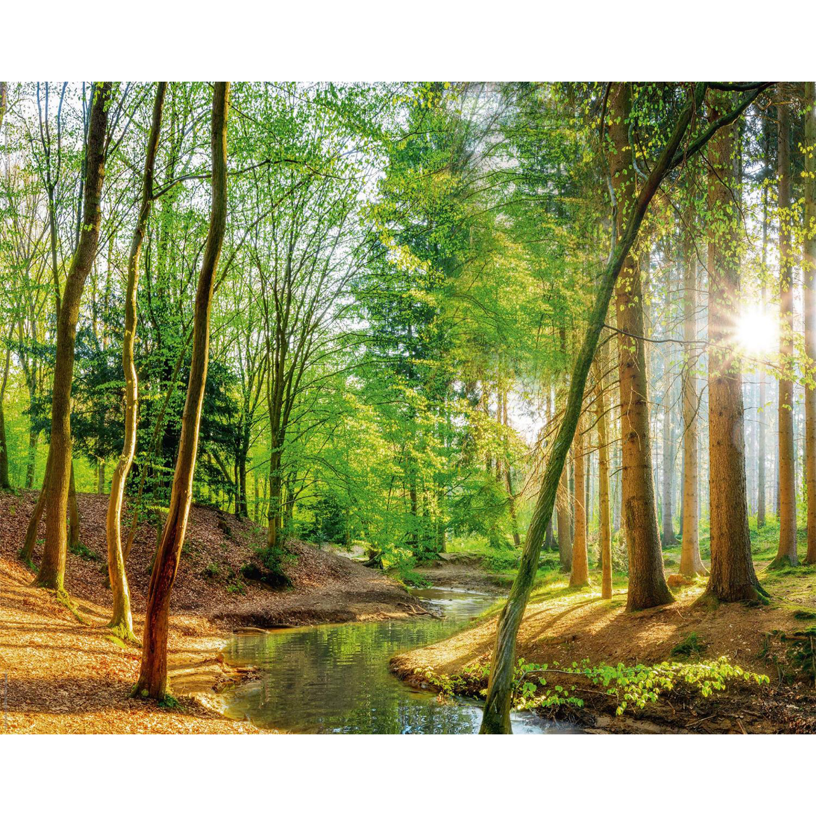Deco Panel WALD FRÜHING - 40x50 cm