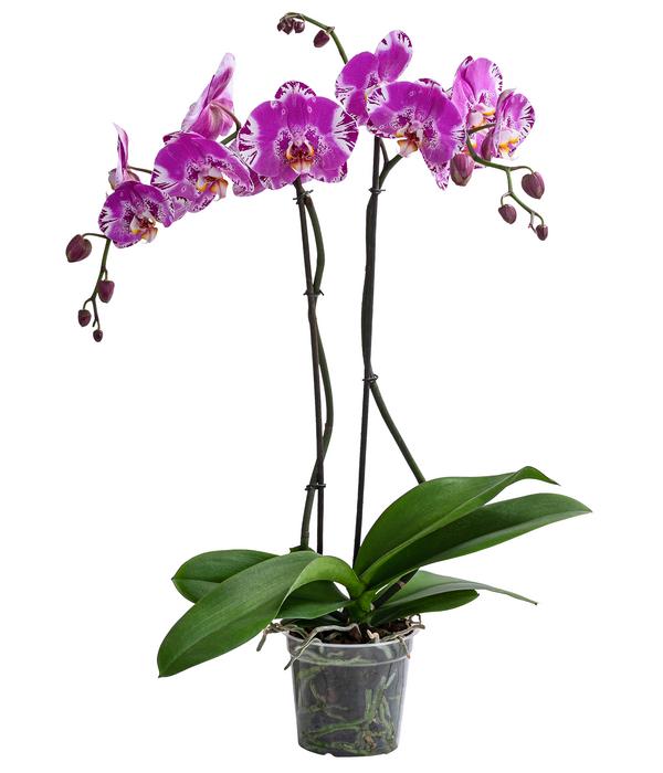 Schmetterlingsorchidee - Phalaenopsis