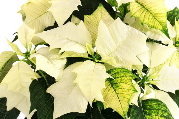 Weihnachtsstern - Euphorbia pulcherrima, Busch