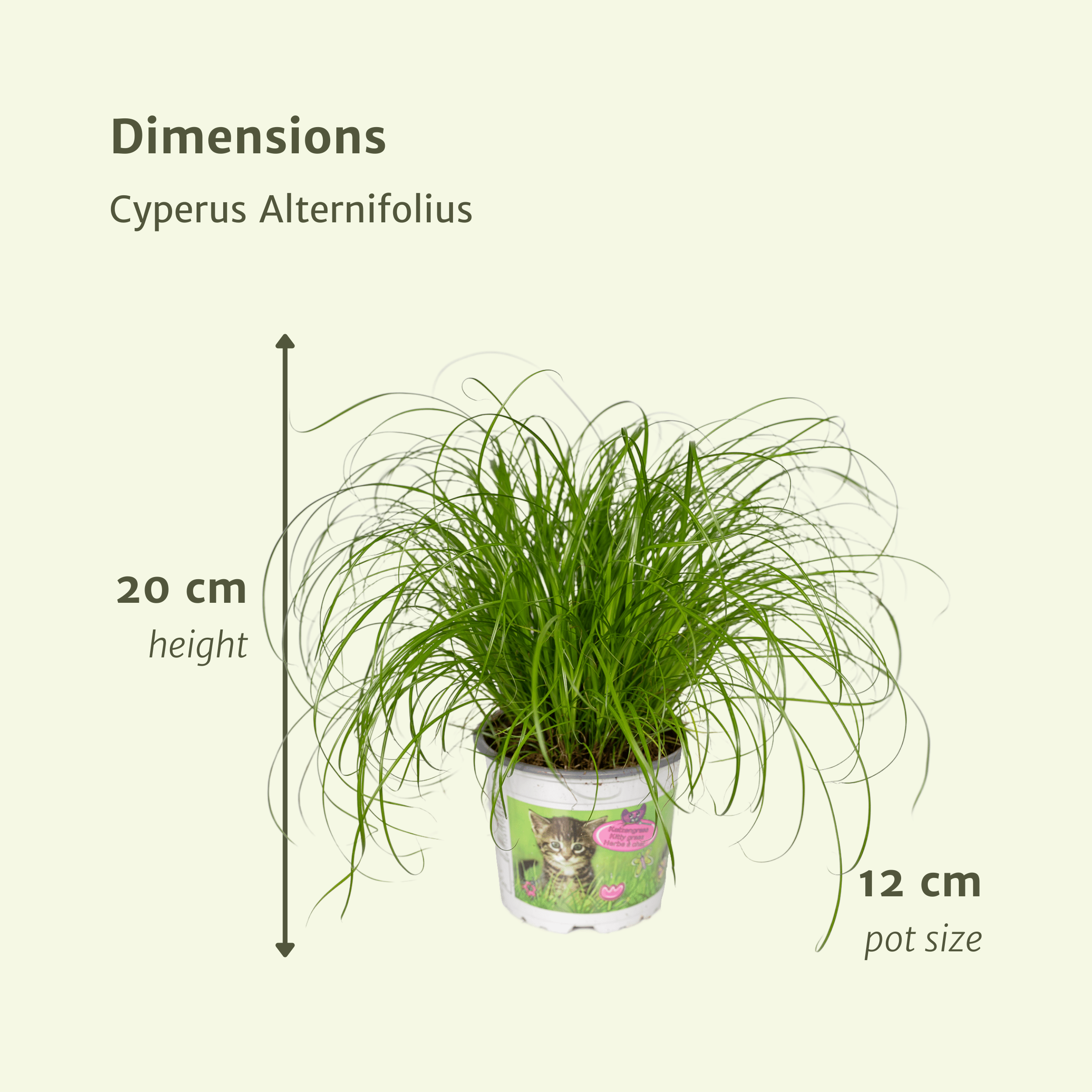Plante d'intérieur - herbe à chat - lot de 4 plantes - coffret cadeau 20.0cm