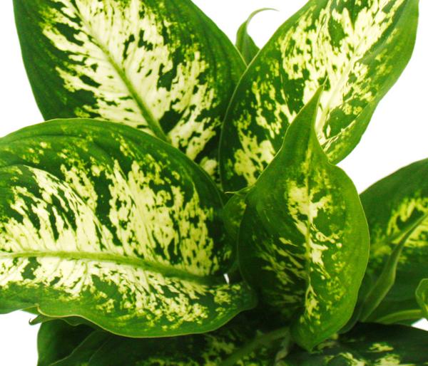 Dieffenbachien-Set - Dieffenbachia, 3-teilig