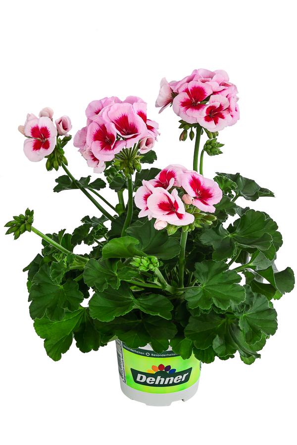 Beet- & Balkonpflanzen-Set Balkonidylle,