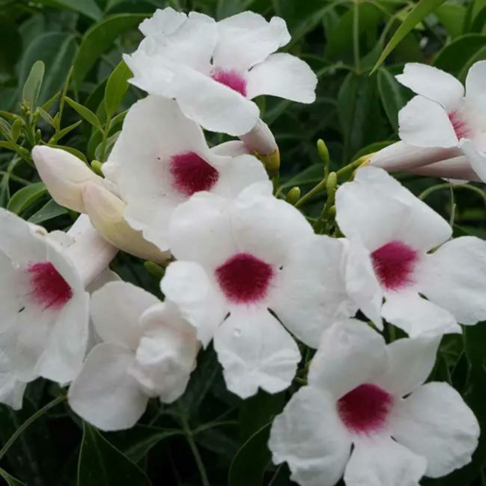Bignone faux jasmin - pandorea jasminoides 3l