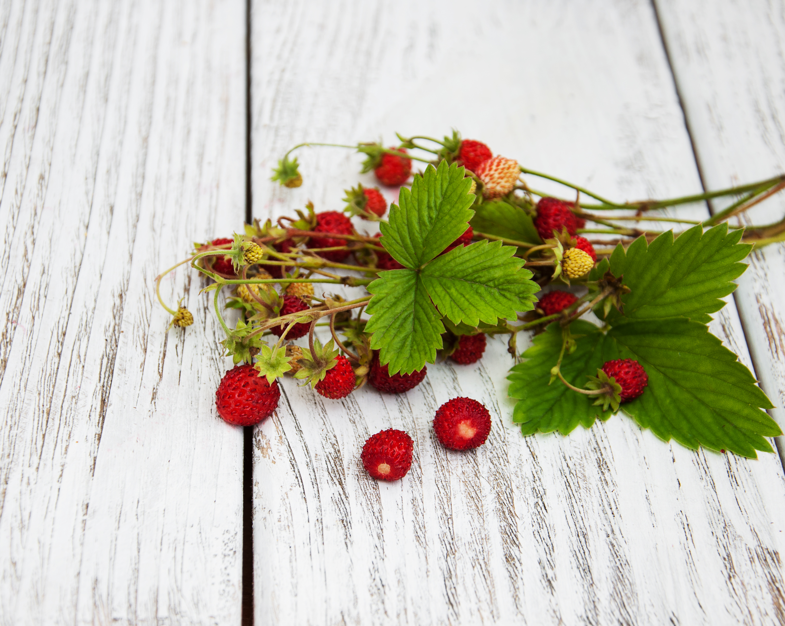 Sachet de graines de fraisier des 4 saisons - sachet de 0,2 grammes - petite entreprise française - made in france