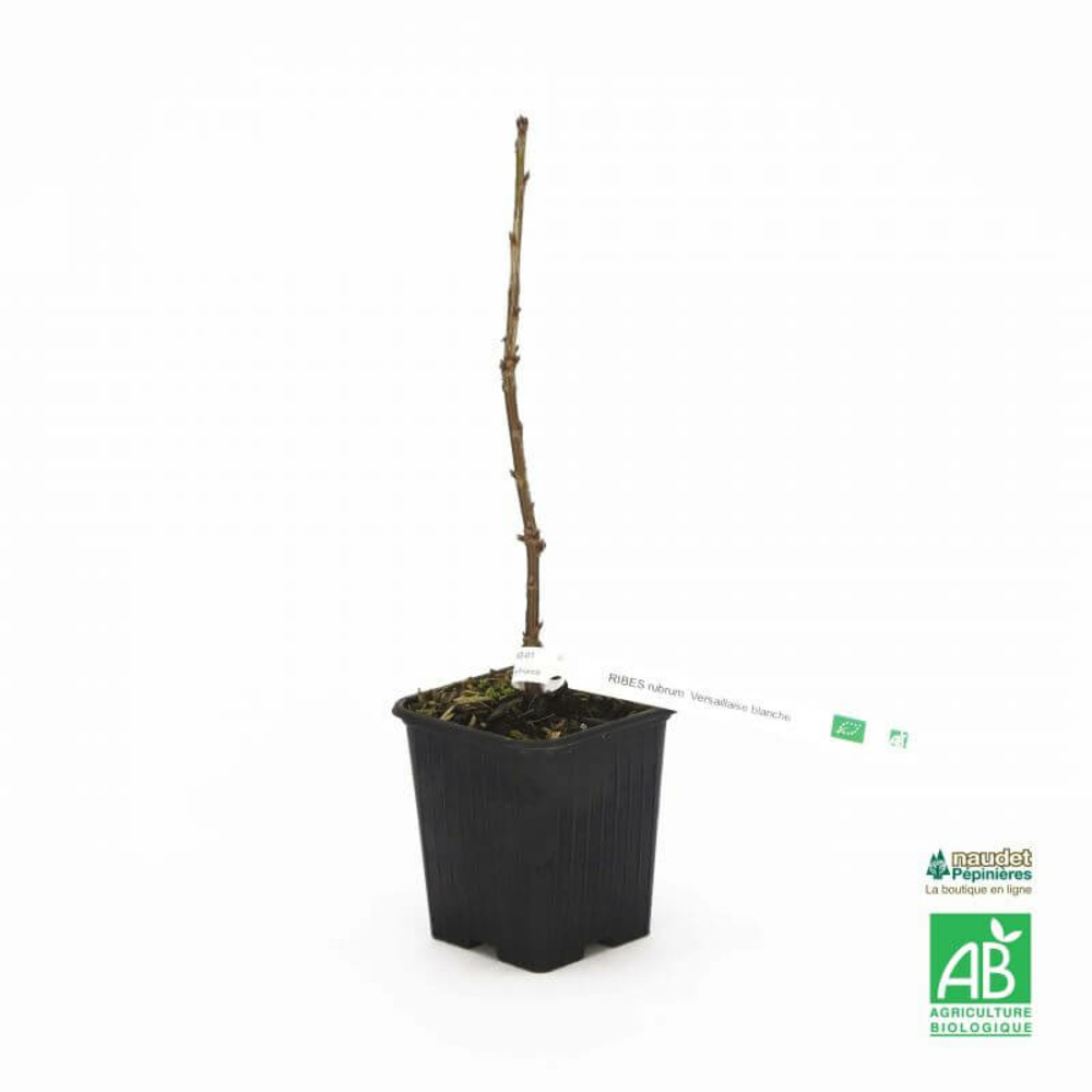 Groseillier 'versaillaise blanche' bio - godet 9cm