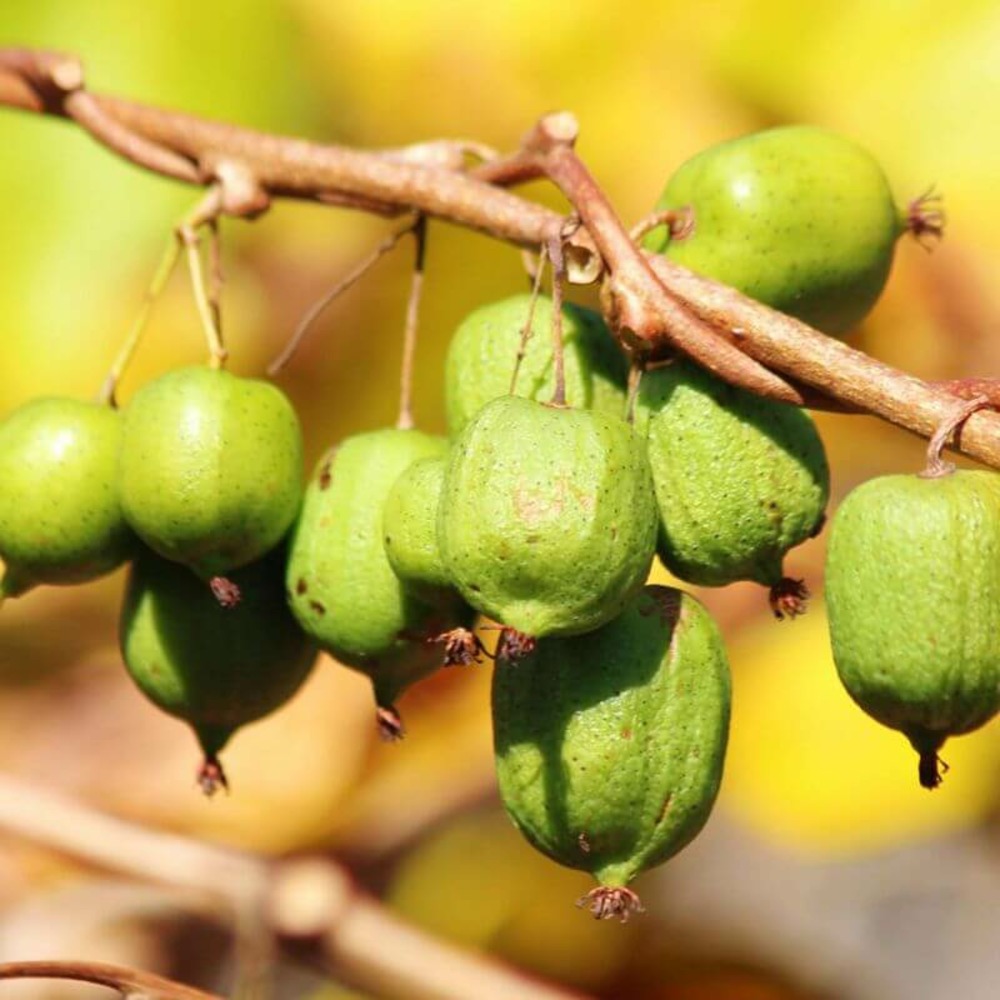 Kiwi arctique 'actinidia kolomikta' - conteneur 3l - taille 30/60cm