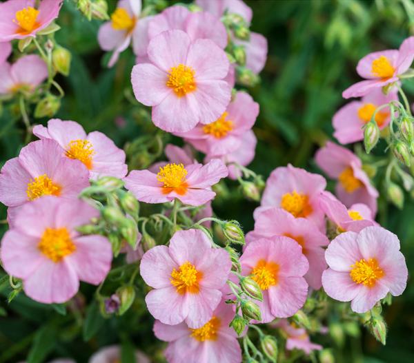 Bio Sonnenröschen, rosa