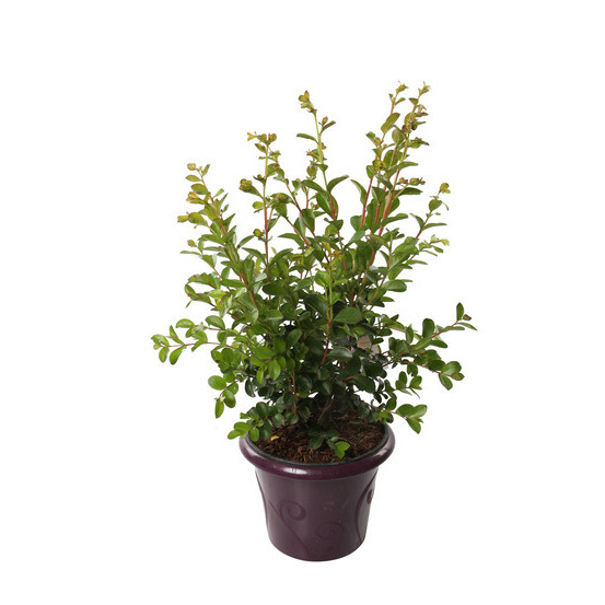 Lilas des Indes pot 12L - Coloris variables