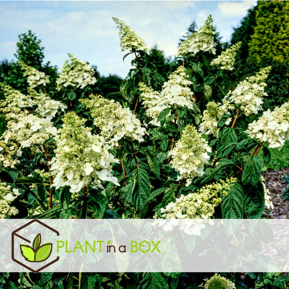 Hydrangea paniculata 'confetti' - hortensia - pot 19cm - hauteur 25-40cm
