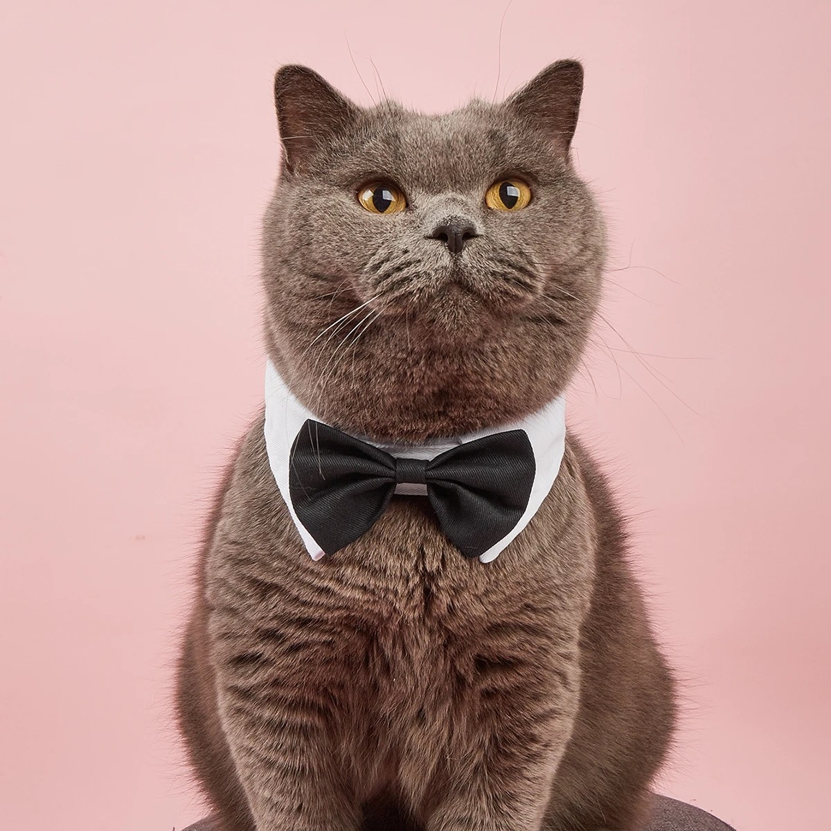 (Gr. S) Verstellbares Hunde / Katzen Halsband Haustier Accessoire mit Fliege - Schwarz / Weiss