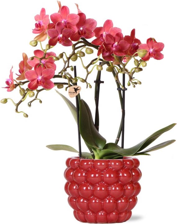 Intratuin Arrangement Vlinderorchidee (Phalaenopsis) in bessenpot rood D 9 H 40 cm