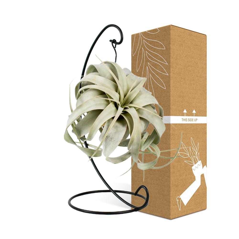 Plante d'intérieur - tillandsia king xero 23.0cm