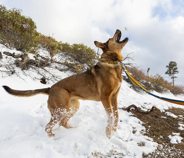 RUFFWEAR® Bungee Joggingleine Roamer™