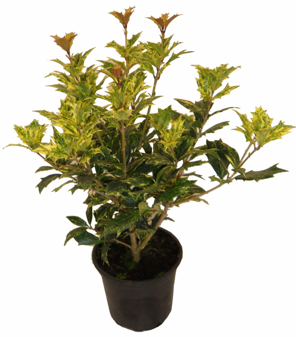Osmanthus tricolore p13cm