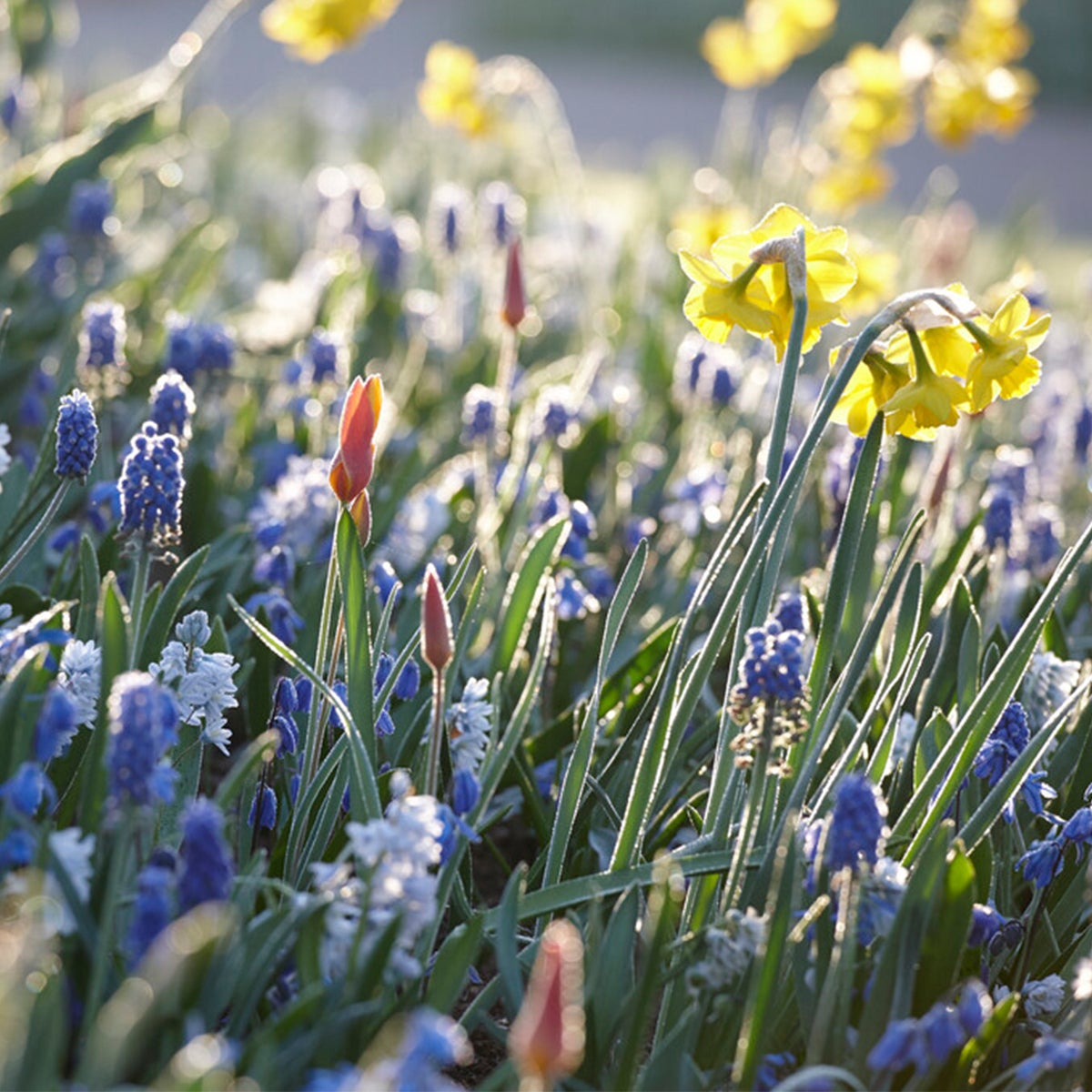 Bloomique – 50s Mix – Muscari Mix – Blauwe Druifjes – Wit, Blauw – Bloembollen – Voorjaarsbloei – Vaste planten – Wordt 10–15 cm hoog