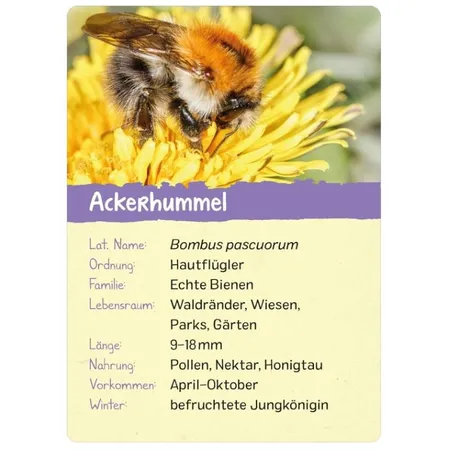 ars Edition Naturforscher-Kids – Insekten