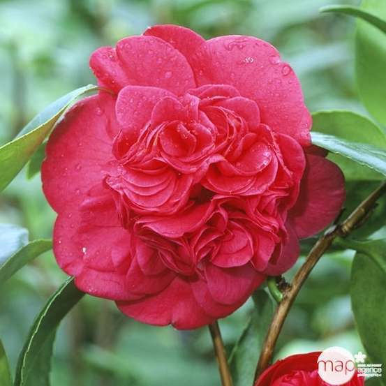 Camellia 'Léonard de Vinci : H 40/50 cm, ctr 3 Litres