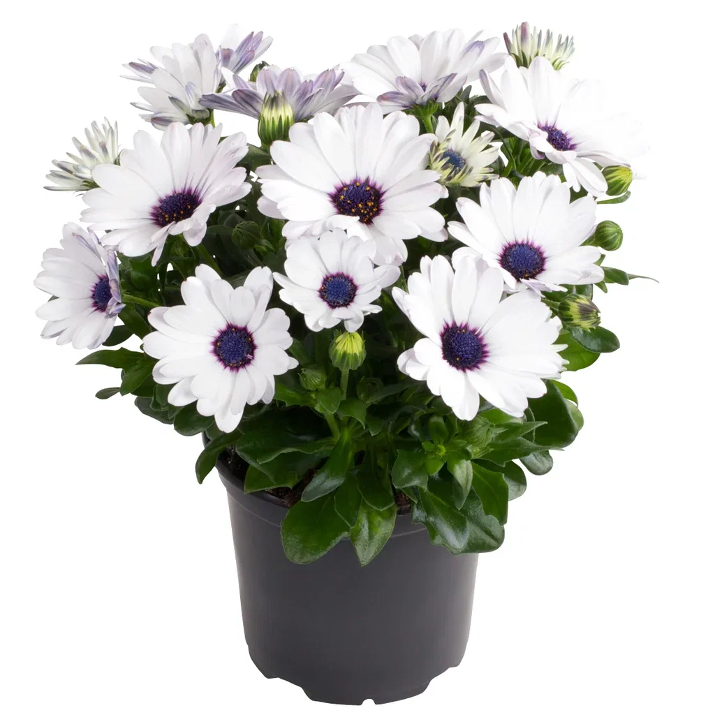 Osteospermum ecklonis Spansk margeritt Ø12 cm