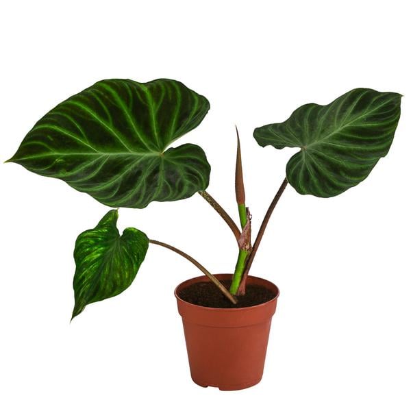 Baumfreund - Philodendron verrucosum