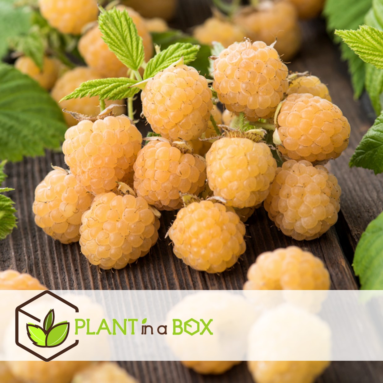 Plants de framboises - set de 6 - plante jardin - pot 9cm - hauteur 25-40cm