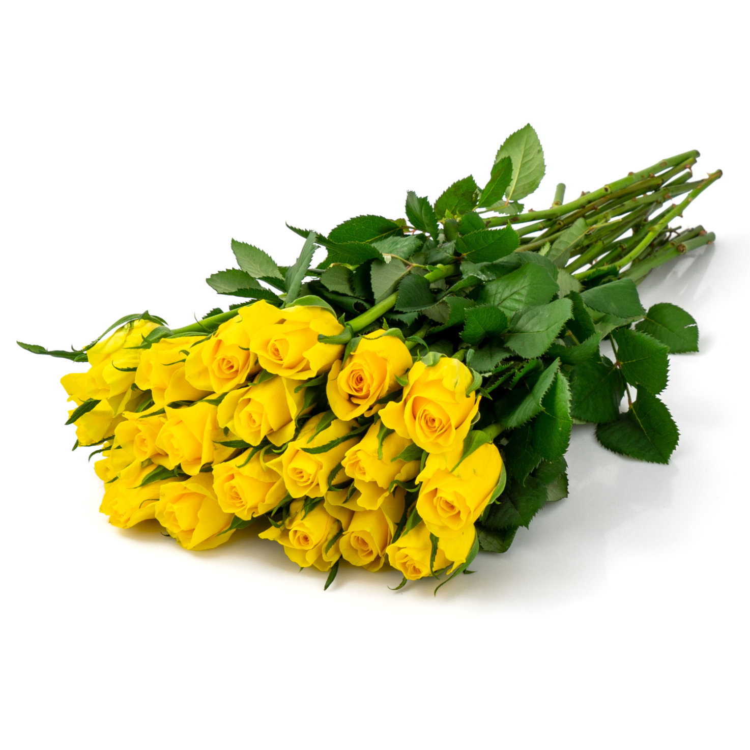 Fairtrade Rosen gelb