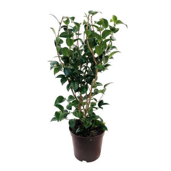 Camellia 'Rainbow' : H. 60/70 cm ctr 7L