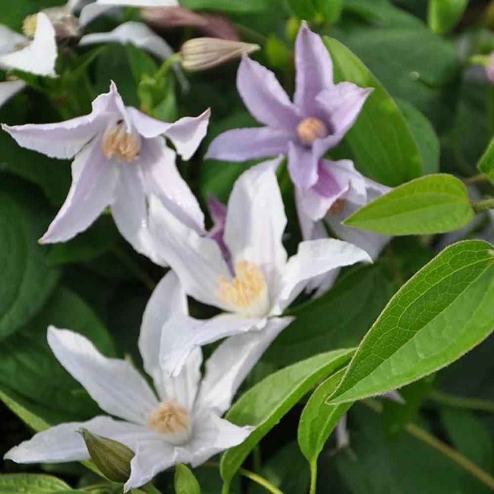 Clématite star river® 'zostarri' - clematis integrifolia 3l
