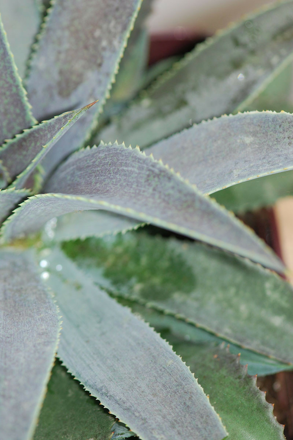Mangave 'silver fox' - 4l