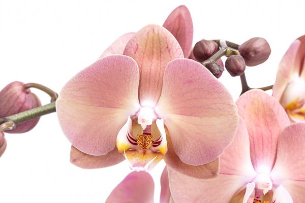 Schmetterlingsorchidee - Phalaenopsis