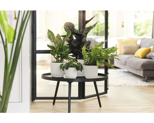 elho Vibes opvouwbare ronde mini plantenbak, kunststof, Ø 7 cm, H 6,5 cm, wit