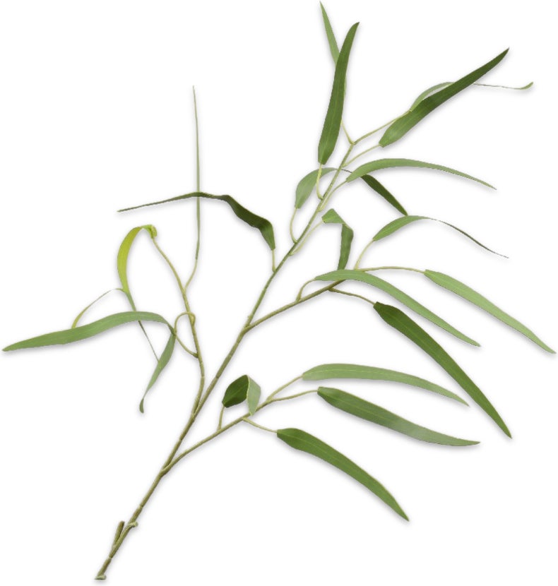 Silk-Ka kunsttak Eucalyptus groen 86 cm