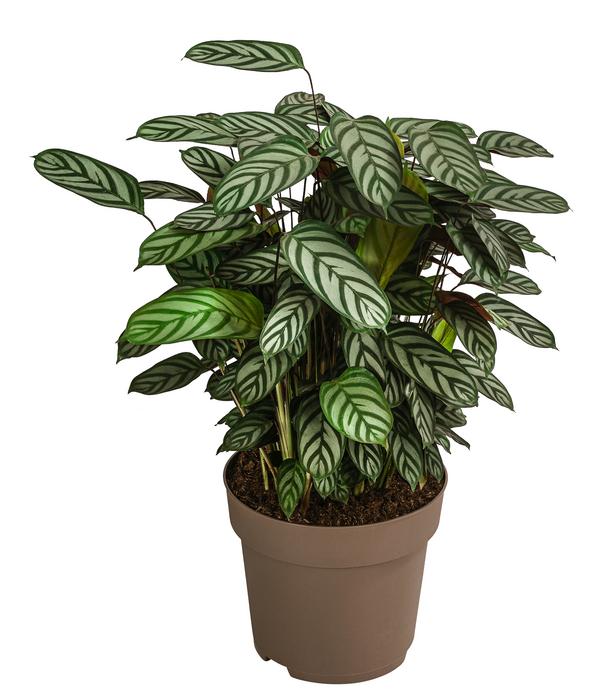 Korbmarante - Calathea 'Compactstar'