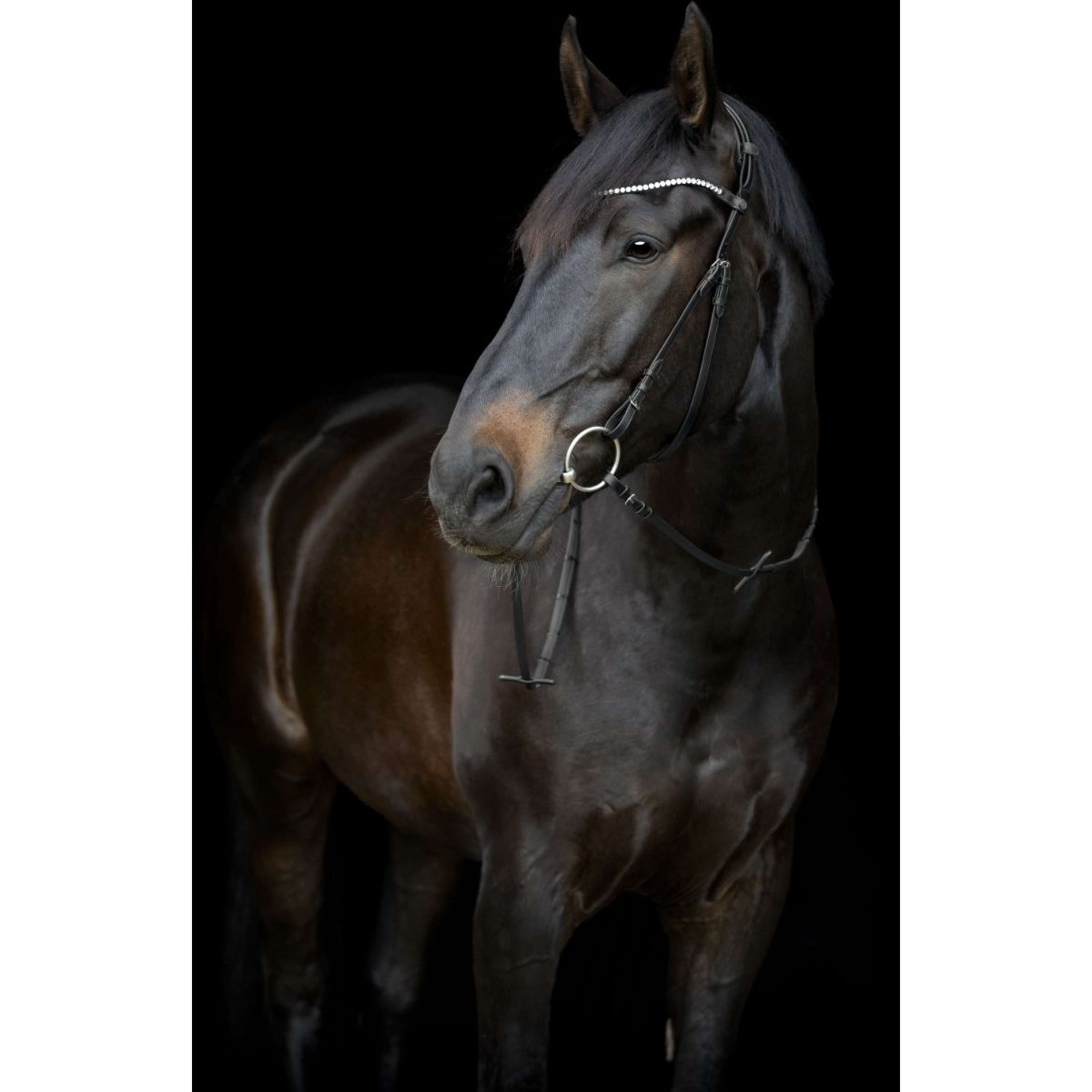 Catago Frontriem Gentle Zwart