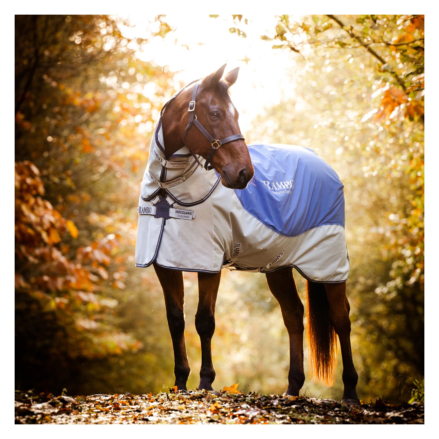 HORSEWARE Outdoor-/Weidedecke RAMBO Autumn Series - navy/grey