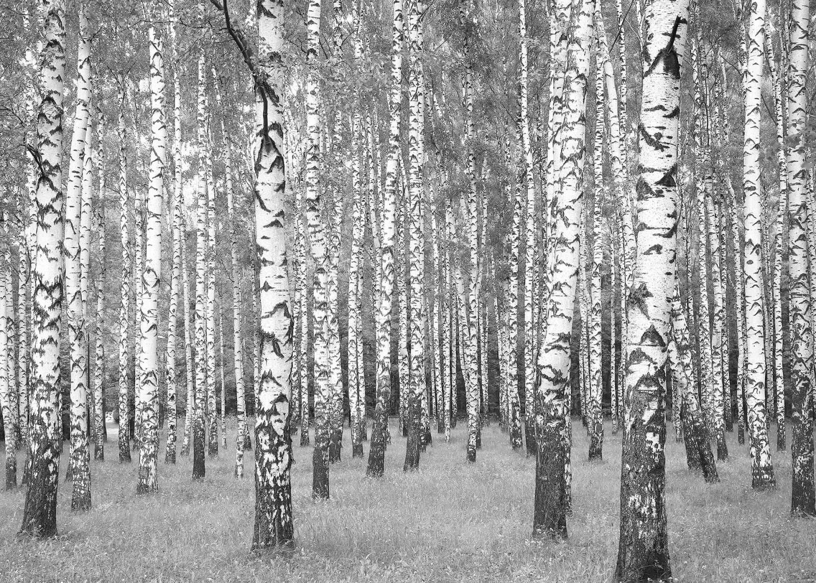 Leinwandbild BIRKENWALD - weiß-schwarz - 70x50 cm