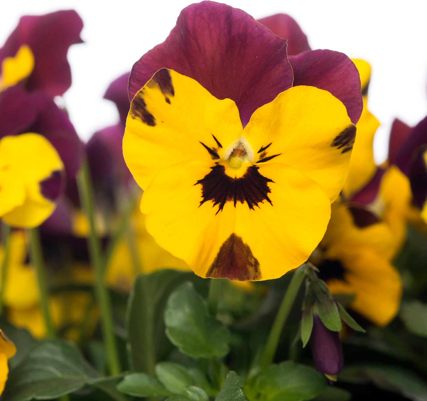 Hoornviooltje in schaal (Viola cornuta in schaal) Paars geel D 23 H 25 cm