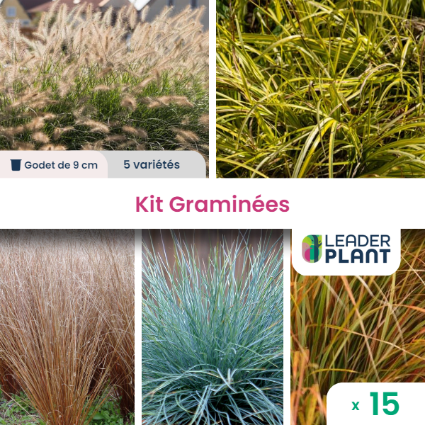 Collection de 15 graminées - 5 variétés - lot de 15 plants en godet