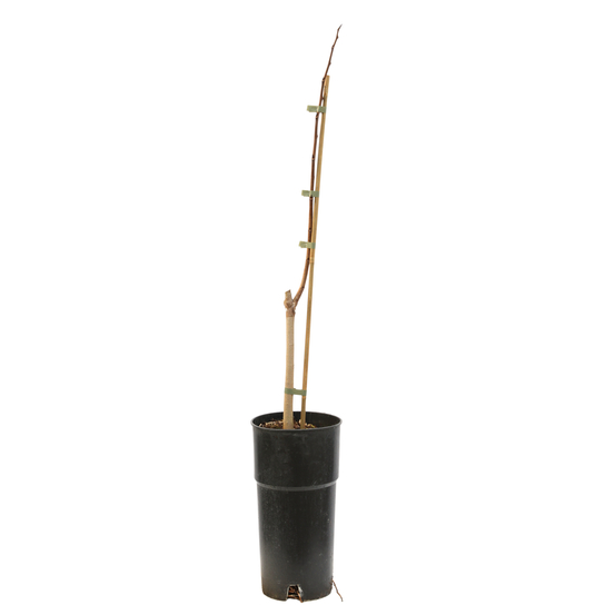 Asiminier triloba 'Ksu Atwood' - Pot 5L