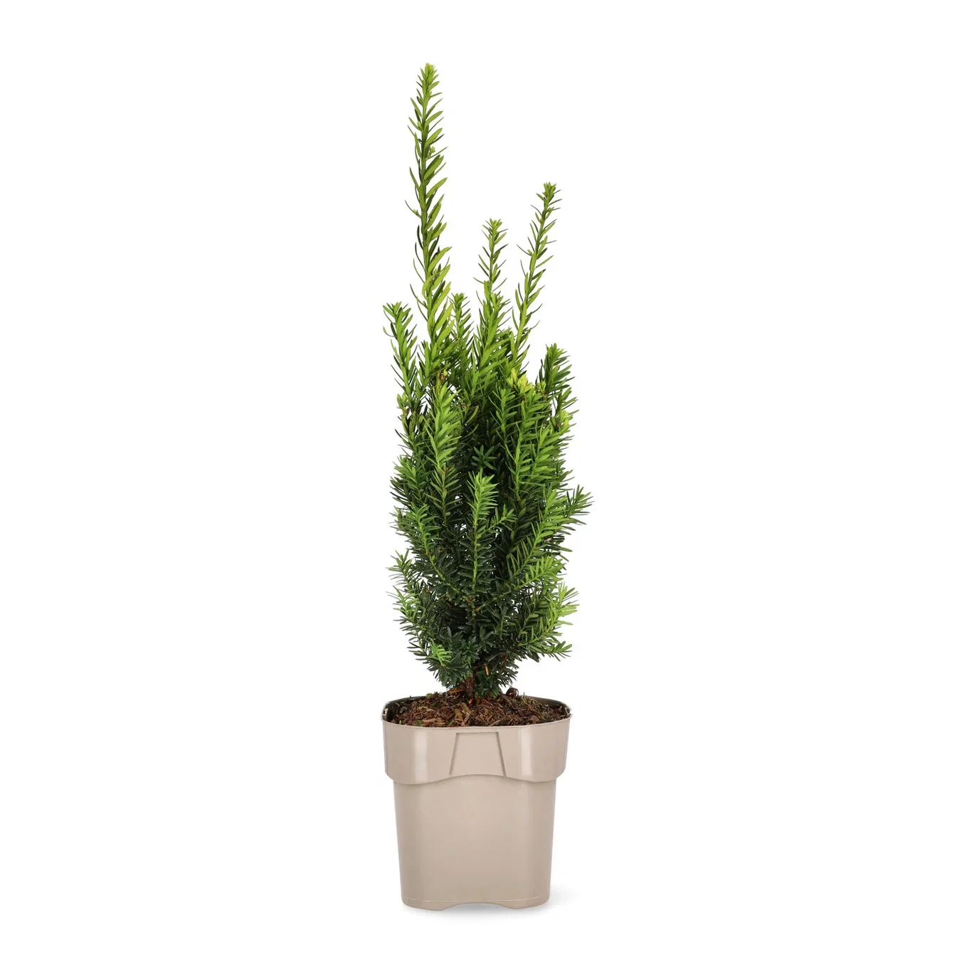 Taxus x media 'Hillii' Hybridbarlind 'Hillii' Ø17 cm