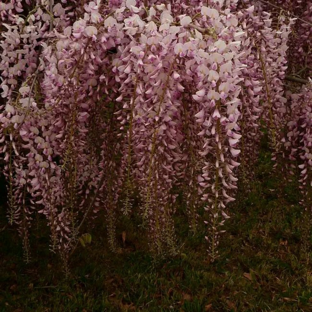 Glycine du japon 'honbeni' ('pink ice') - wisteria floribunda 3l