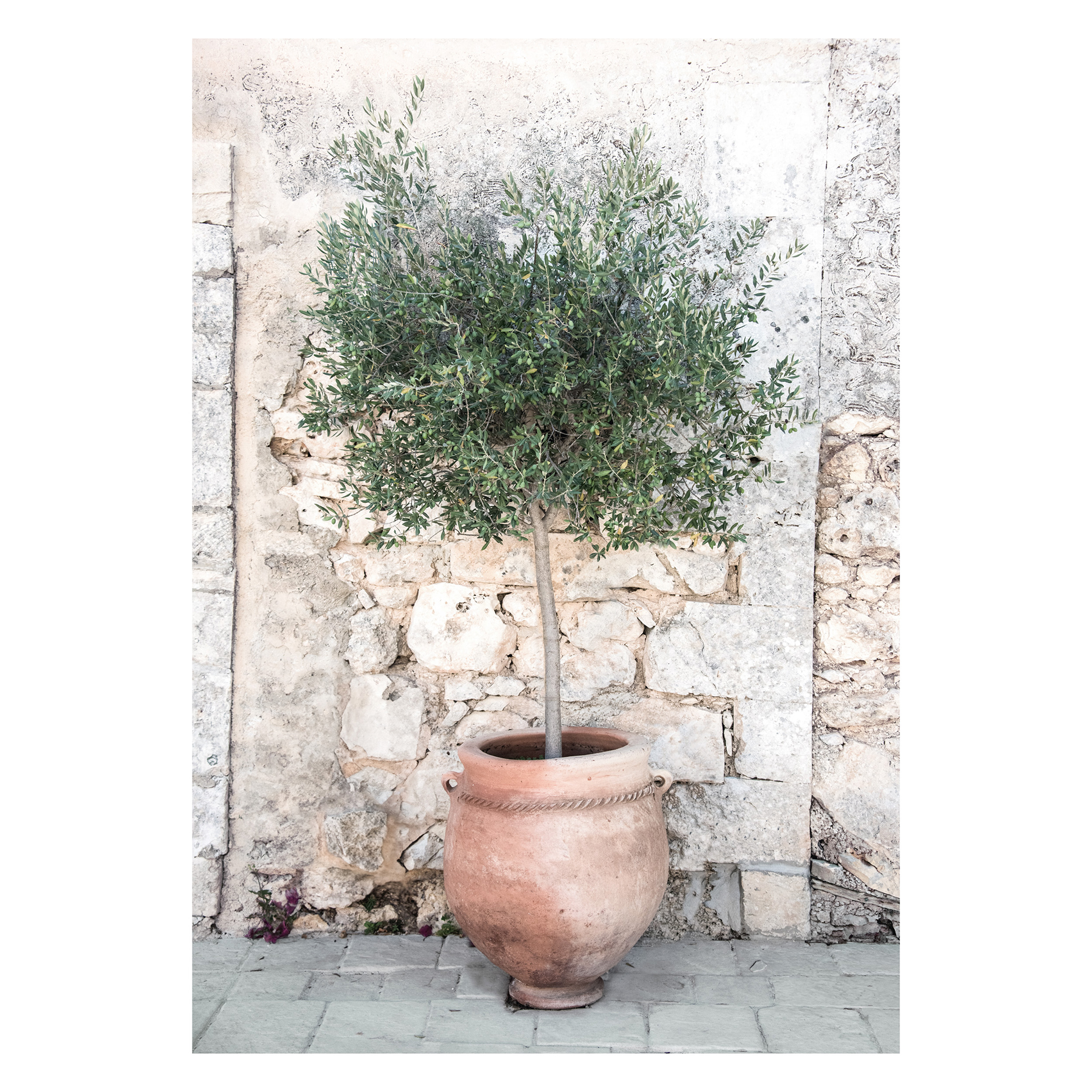 Gerahmtes Bild OLIVE TREE - 50x70 cm