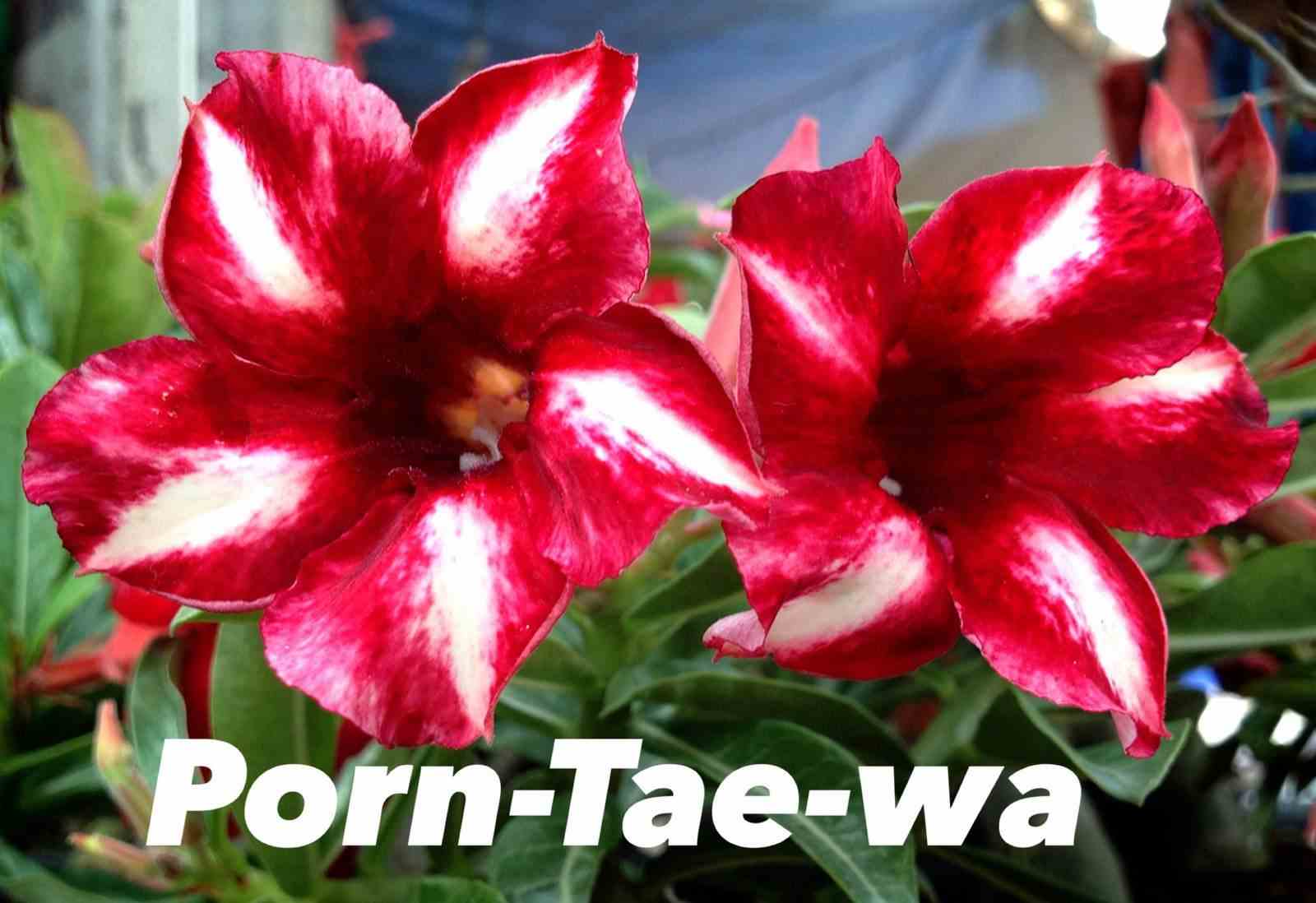 Adenium obesum cv.pornteva rouge - taille caudex d'environ 2000g 25/30cm très gros caudex